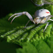 Goldenrod Crab Spider Art Print