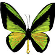 Goliath Birdwing Butterfly Art Print