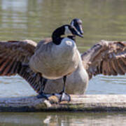 Goose Hugs - Canada Goose Mating Behavior Art Print
