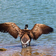 Goose Stretching Its Wings Art Print