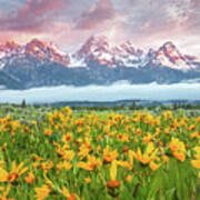 Grand Teton Stormy Wildflower Sunrise Art Print