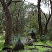 Grass Trees In The Warby Ranges Art Print