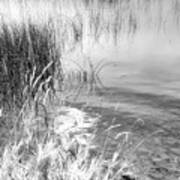 Grasses And Reeds Black And White Art Print