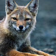 Gray Fox (pseudalopex Griseus) Resting In Alpine Meadow Art Print