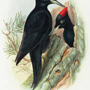 Great Black Woodpecker, Dryocopus Martius Art Print