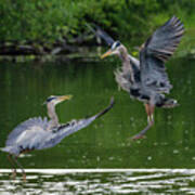 Great Blue Heron Battle Art Print