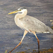 Great Blue Heron Evening Stroll Art Print