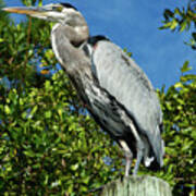 Great Blue Heron On Piling Art Print