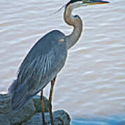 Great Blue Heron Portrait Art Print