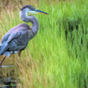 Great Blue Wader Art Print