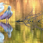 Great Egret And Roseate Spoonbill 0912-110321-2 Art Print