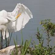 Great Egret In Photo Session 2 Art Print
