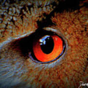 Great Horned Owl Eye Art Print