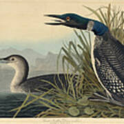 Great Northern Diver Or Loon Art Print