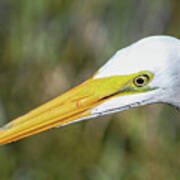 Great White Egret Profile Art Print