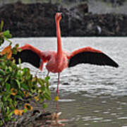 Greater Flamingo Or American Flamingo - Galapagos Art Print