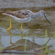 Greater Yellowlegs Searching For Food At Skagit Delta Art Print