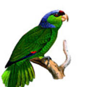 Green Amazon Parrot Art Print