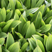 Green Leaves Of Colchicum Speciosum Plant Art Print