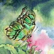 Green Malachite Butterfly Art Print