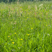 Green Meadow Grass And Buttercups Art Print