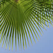Green Palm Leaf And Blue Sky, Summer Season Art Print