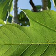 Green Veins Of A Fresh Fig Leaf In The Sunlight Art Print