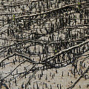 Grey Mangrove Flat Roots And Pencil Roots Art Print