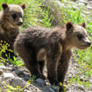 Grizzly Bear Cubs Art Print