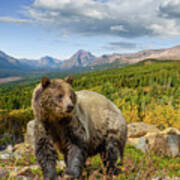 Grizzly Bear In Glacier National Park Art Print