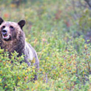 Grizzly Bear In Huckleberries Field Art Print