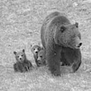Grizzly Family Hike Black And Whte Art Print