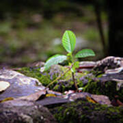 Growing In Rock Art Print