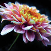 Chrysanthemum Glow Art Print