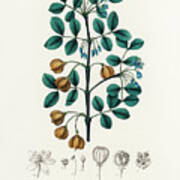 Guaiacum Officinale - Guaiacwood - Medical Botany - Vintage Botanical Illustration Art Print