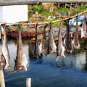 Hanging Fish To Dry In Salvage Newfoundland Art Print