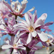 Happy Easter Pink Magnolias Art Print