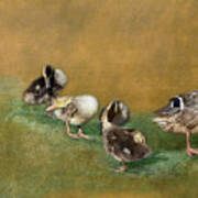 Happy Family - Mallard Ducks Art Print