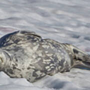 Happy Weddell Seal Art Print