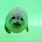 Harbor Seal Diving Under Water Art Print