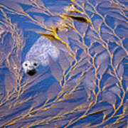 Harbor Seal In Kelp #1 Art Print