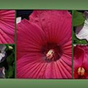 Hardy Hibiscus Art Print