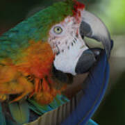 Harlequin Macaw Art Print