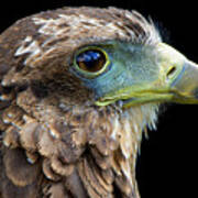 Harris's Hawk Portrait Art Print