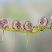 Harvest Mouse Gang Art Print