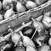 Harvested Onions And Shallots Monochrome Art Print