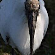 Head On Wood Stork Art Print