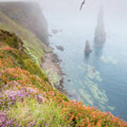 Heather, Sea Fret, Fulmar And The Stacks Of Duncansby Art Print