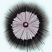 Heliozoa Microbe Microbiology Digital Art Art Print