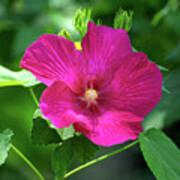 Hibiscus Flower Blooming In Full Glory Art Print